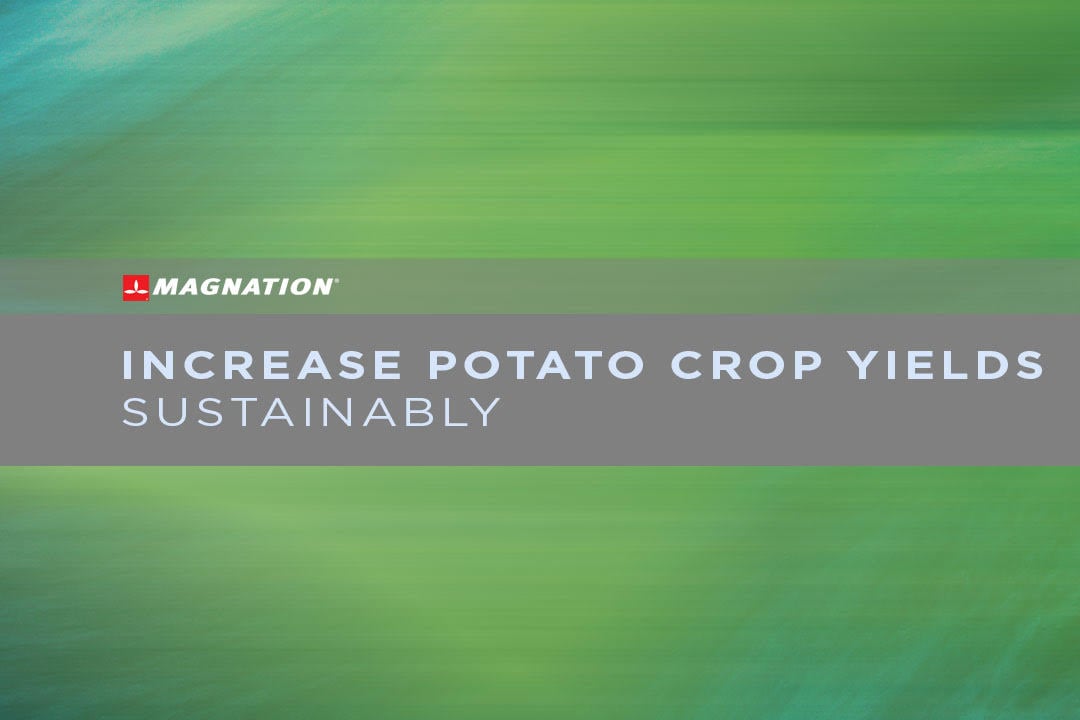 Increase Potato Crop Yields Sustainably